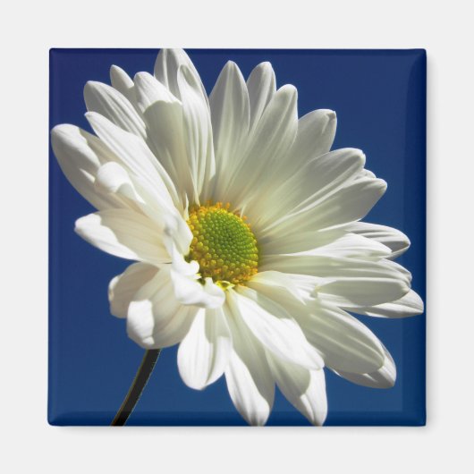 Square Daisy Magnet (Voorkant)