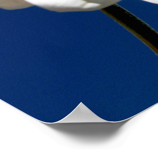 Square Daisy Poster (Hoek)