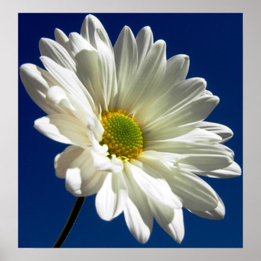 Square Daisy Poster (Voorkant)