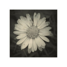 Square Daisy Wood Print