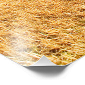 Square hay bales in een veld foto afdruk (Hoek)