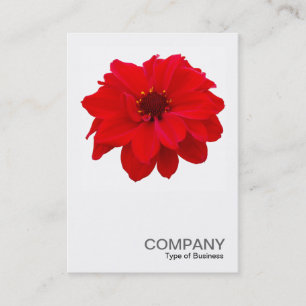 Square Photo 0160 - Dahlia, bisschop van Llandaff Visitekaartje