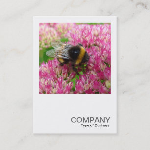 Square Photo 0342 - Bumble Bee on Sedum Visitekaartje