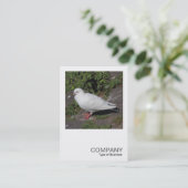 Square Photo 0452 - White Pigeon Visitekaartje (Staand voorkant)