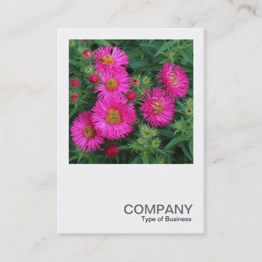 Square Photo 0492 - Michaelmas Daisies Visitekaartje (Voorkant)