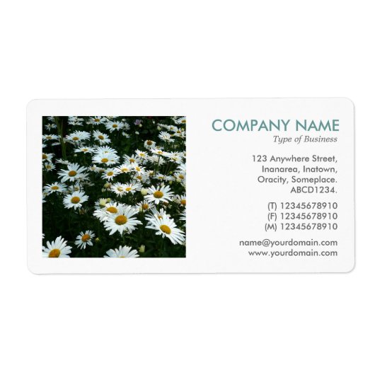 Square Photo - Shasta Daisies II Etiket (Voorkant)