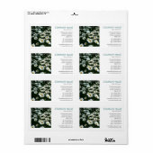 Square Photo - Shasta Daisies II Etiket (Full Sheet)