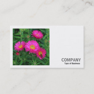 Square Photo (v2) - Michaelmas Daisies 02 Visitekaartje