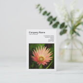 Square Photo (v3) - African Daisy Visitekaartje (Staand voorkant)