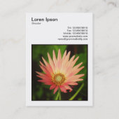 Square Photo (v3) - African Daisy Visitekaartje (Achterkant)