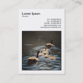 Square Photo (v3) - Canada Geese and Goslings Visitekaartje (Achterkant)