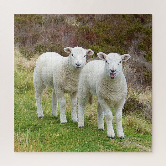 Square twin lambs Puzzle Legpuzzel (Verticaal)