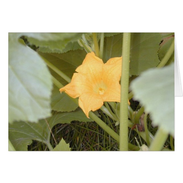 Squash Blossom-kaart (Voorkant Horizontaal)