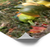 Squash Country Garden Harvest Orton Poster (Hoek)