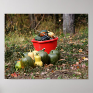 Squash Country Garden Harvest Orton Poster