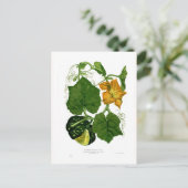Squash (Cucurbita maxima) Briefkaart (Staand voorkant)