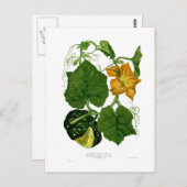 Squash (Cucurbita maxima) Briefkaart (Voorkant / Achterkant)