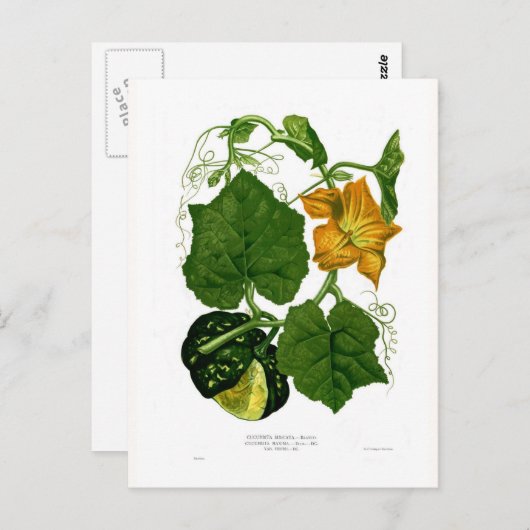 Squash (Cucurbita maxima) Briefkaart (Voorkant / Achterkant)