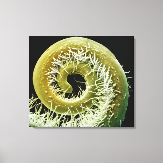 Squash-Plant tendril Canvas Afdruk (Voorkant)
