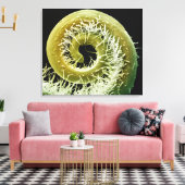 Squash-Plant tendril Canvas Afdruk (Insitu (Woonkamer))