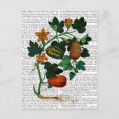 Squash Vine 1 Briefkaart (Voorkant)