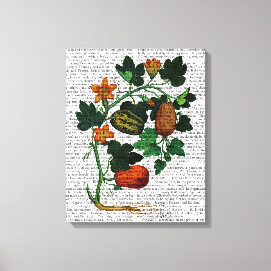 Squash Vine 1 Canvas Afdruk (Voorkant)