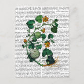 Squash Vine 2 Briefkaart (Voorkant)