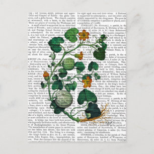 Squash Vine 2 Briefkaart