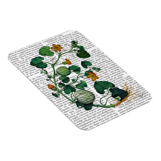 Squash Vine 2 Magneet (Rechterzijde)