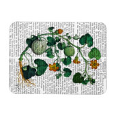 Squash Vine 2 Magneet (Horizontaal)