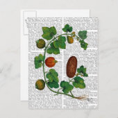 Squash Vine 3 Briefkaart (Voorkant / Achterkant)