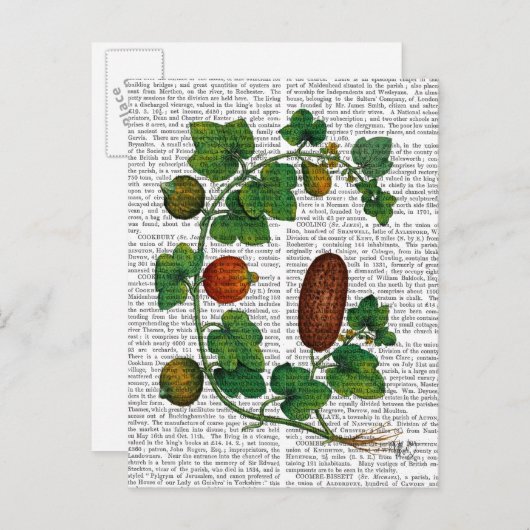 Squash Vine 3 Briefkaart (Voorkant / Achterkant)