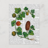 Squash Vine 3 Briefkaart (Voorkant)