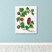 Squash Vine 3 Canvas Afdruk (Insitu (Houten vloer))
