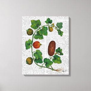 Squash Vine 3 Canvas Afdruk