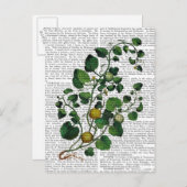 Squash Vine 4 Briefkaart (Voorkant / Achterkant)