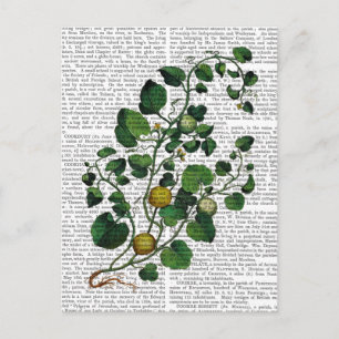 Squash Vine 4 Briefkaart