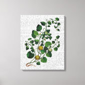Squash Vine 4 Canvas Afdruk (Voorkant)