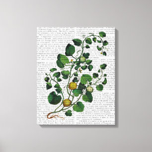 Squash Vine 4 Canvas Afdruk