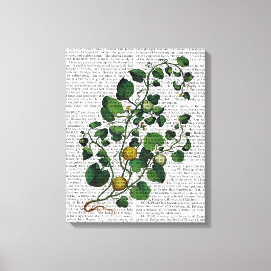 Squash Vine 4 Canvas Afdruk (Voorkant)