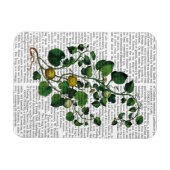 Squash Vine 4 Magneet (Horizontaal)