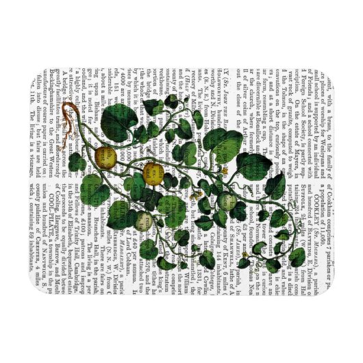 Squash Vine 4 Magneet (Horizontaal)