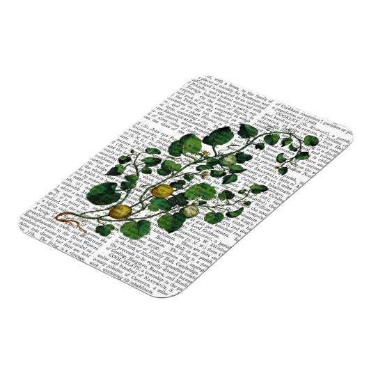 Squash Vine 4 Magneet (Linkerzijde)