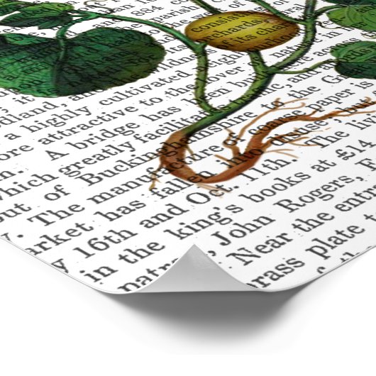 Squash Vine 4 Poster (Hoek)