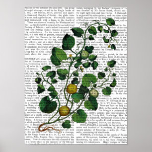 Squash Vine 4 Poster
