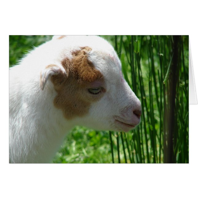 Squeak (Voorkant Horizontaal)