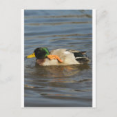 Squeaky Briefkaart (Voorkant)