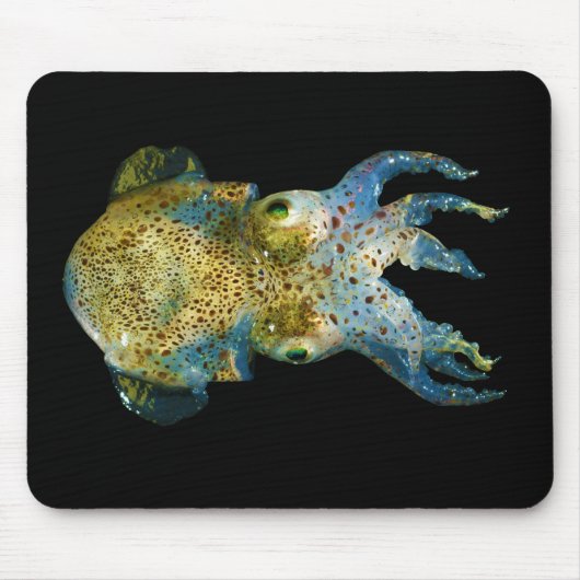 Squid Bobtail Dumpling Stubby Sepiola Atlantica Muismat (Voorkant)