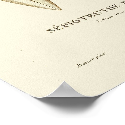 Squid  Cephalopod Zee Created Art Print (Hoek)