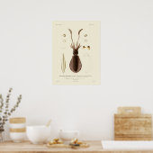 Squid  Cephalopod Zee Created Art Print (Keuken)